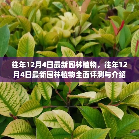 往年12月4日最新园林植物，全面评测与介绍