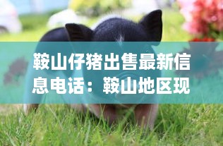 鞍山仔猪出售最新信息电话：鞍山地区现在生猪价格 