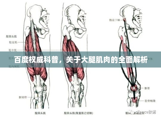 百度权威科普，关于大腿肌肉的全面解析