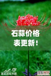 石蒜价格表更新！最新消息一网打尽