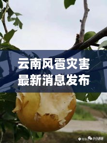 云南风雹灾害最新消息发布，新闻发布会揭秘最新动态