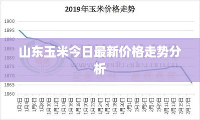 山东玉米今日最新价格走势分析