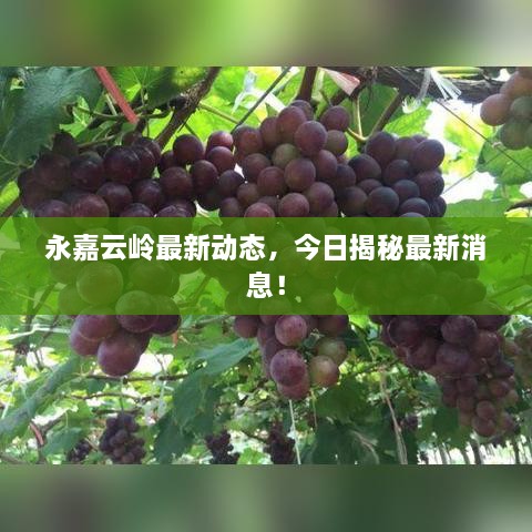 永嘉云岭最新动态，今日揭秘最新消息！