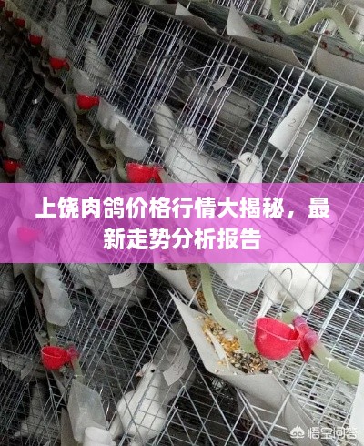 上饶肉鸽价格行情大揭秘，最新走势分析报告