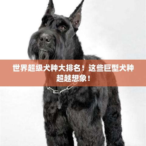 世界超级犬种大排名！这些巨型犬种超越想象！