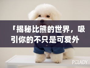 「揭秘比熊的世界，吸引你的不只是可爱外表！」