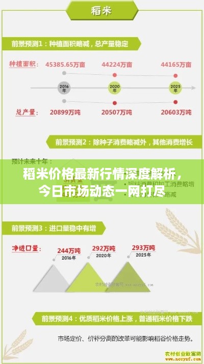 稻米价格最新行情深度解析，今日市场动态一网打尽