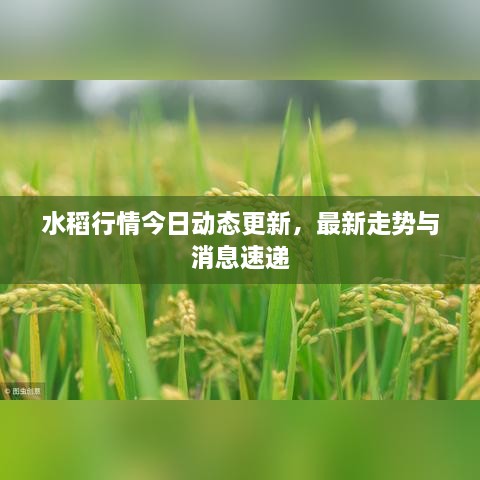 水稻行情今日动态更新，最新走势与消息速递