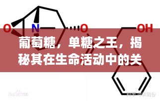 葡萄糖，单糖之王，揭秘其在生命活动中的关键作用