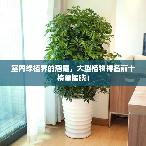 室内绿植界的翘楚，大型植物排名前十榜单揭晓！