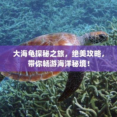 大海龟探秘之旅，绝美攻略，带你畅游海洋秘境！