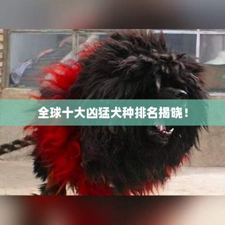 全球十大凶猛犬种排名揭晓！