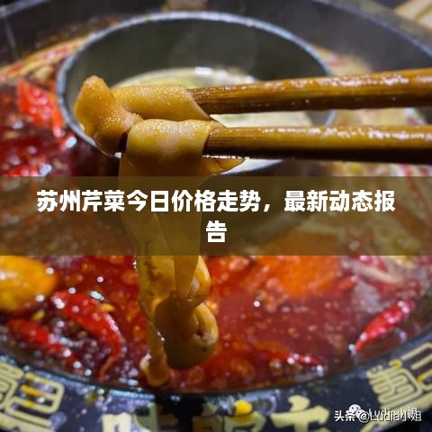 苏州芹菜今日价格走势，最新动态报告