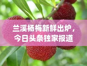 兰溪杨梅新鲜出炉，今日头条独家报道！