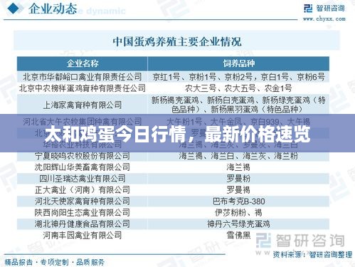 太和鸡蛋今日行情，最新价格速览