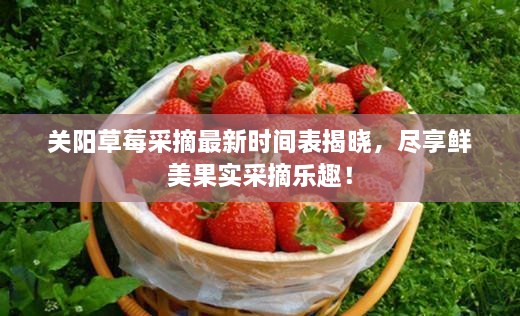 关阳草莓采摘最新时间表揭晓，尽享鲜美果实采摘乐趣！