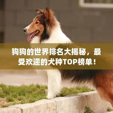 狗狗的世界排名大揭秘，最受欢迎的犬种TOP榜单！