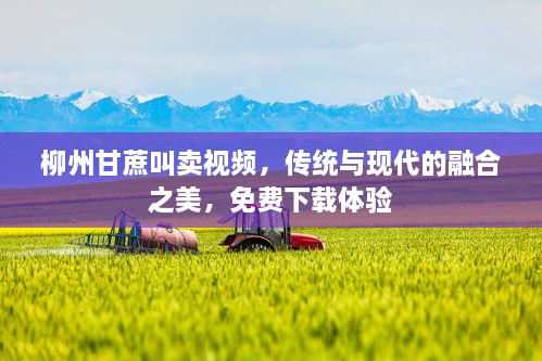 柳州甘蔗叫卖视频，传统与现代的融合之美，免费下载体验