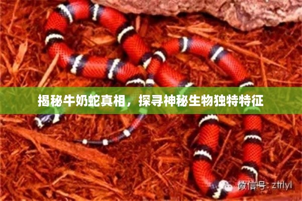 揭秘牛奶蛇真相，探寻神秘生物独特特征