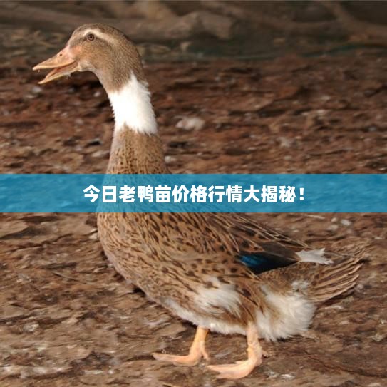 今日老鸭苗价格行情大揭秘！