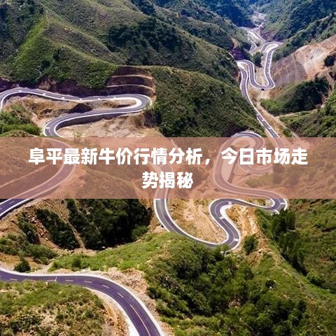 阜平最新牛价行情分析，今日市场走势揭秘
