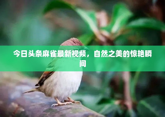 今日头条麻雀最新视频，自然之美的惊艳瞬间