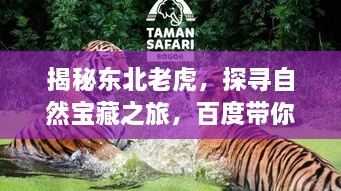 揭秘东北老虎，探寻自然宝藏之旅，百度带你一探究竟！