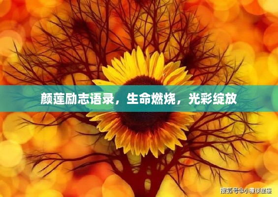 颜莲励志语录，生命燃烧，光彩绽放