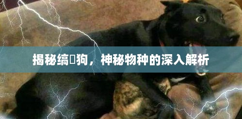 揭秘缟鬛狗，神秘物种的深入解析