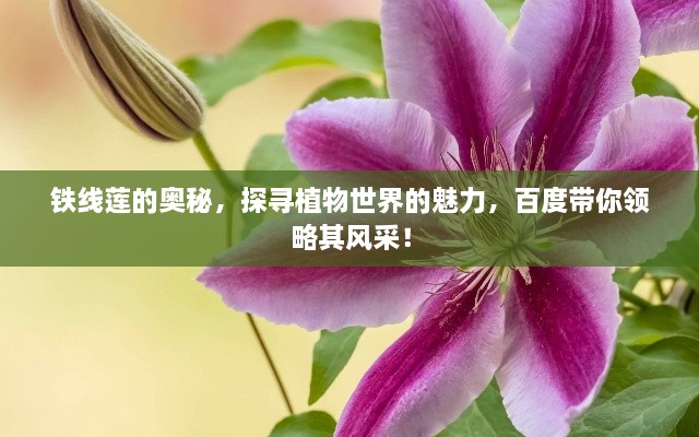铁线莲的奥秘，探寻植物世界的魅力，百度带你领略其风采！